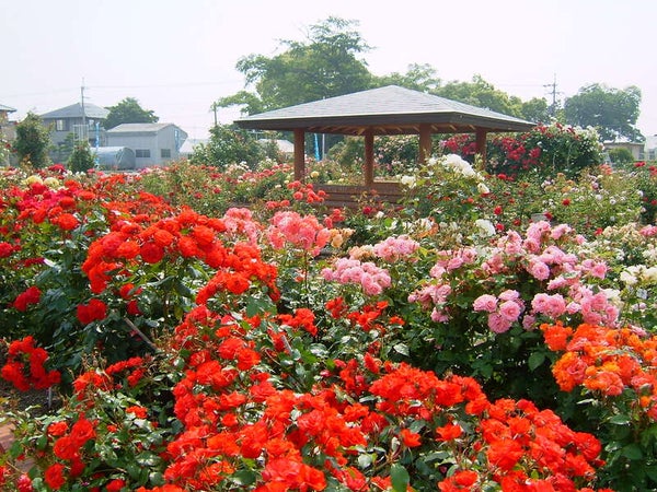【岡山・倉敷発】 母の日ミステリーツアー 日帰り1